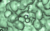 Rhodopsin