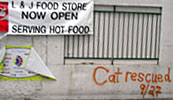 Cat rescued,  New Orleans after Hurricane Katrina