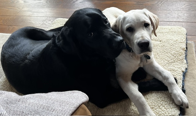 two dogs lying close together on a rug