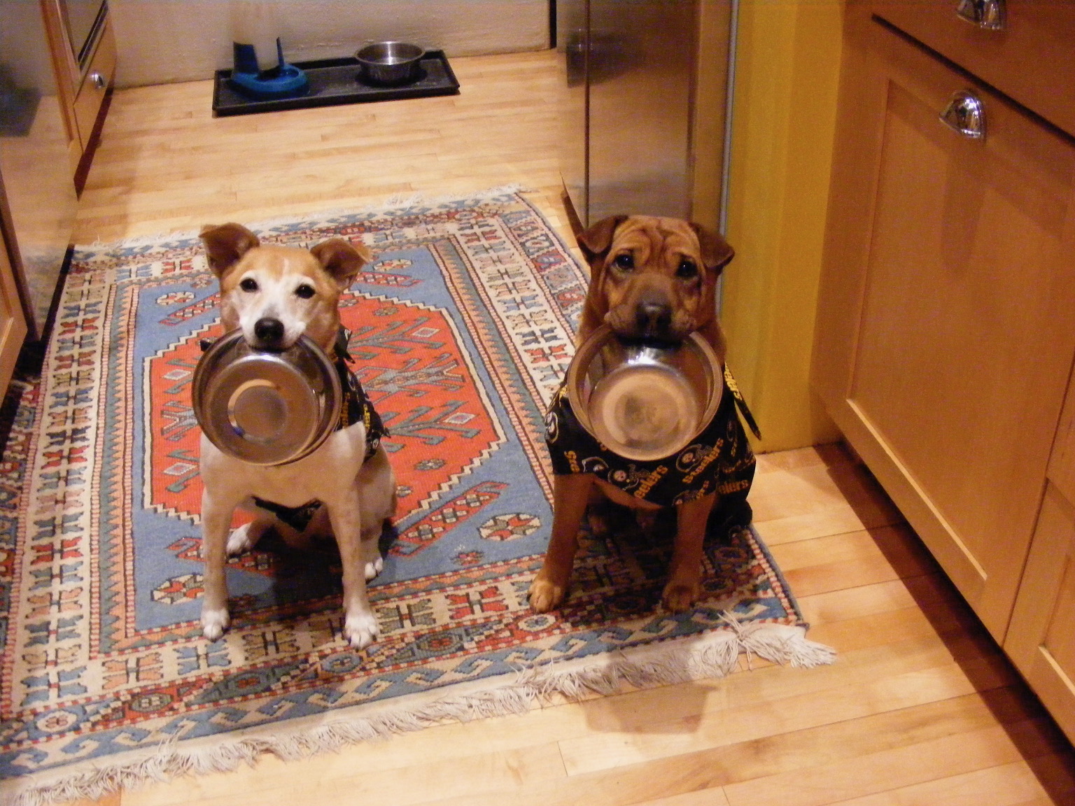 two dogs sitting, each holding their food dish in their mouths