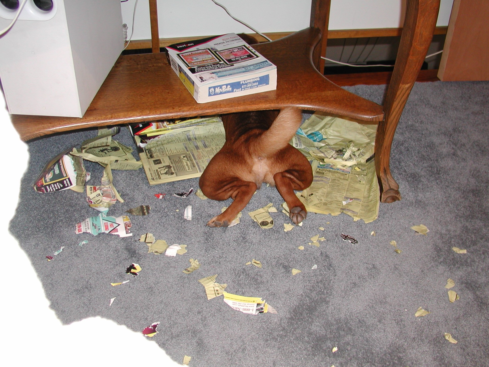 sharpei puppy squeezed under a table, ripping apart a telephone book