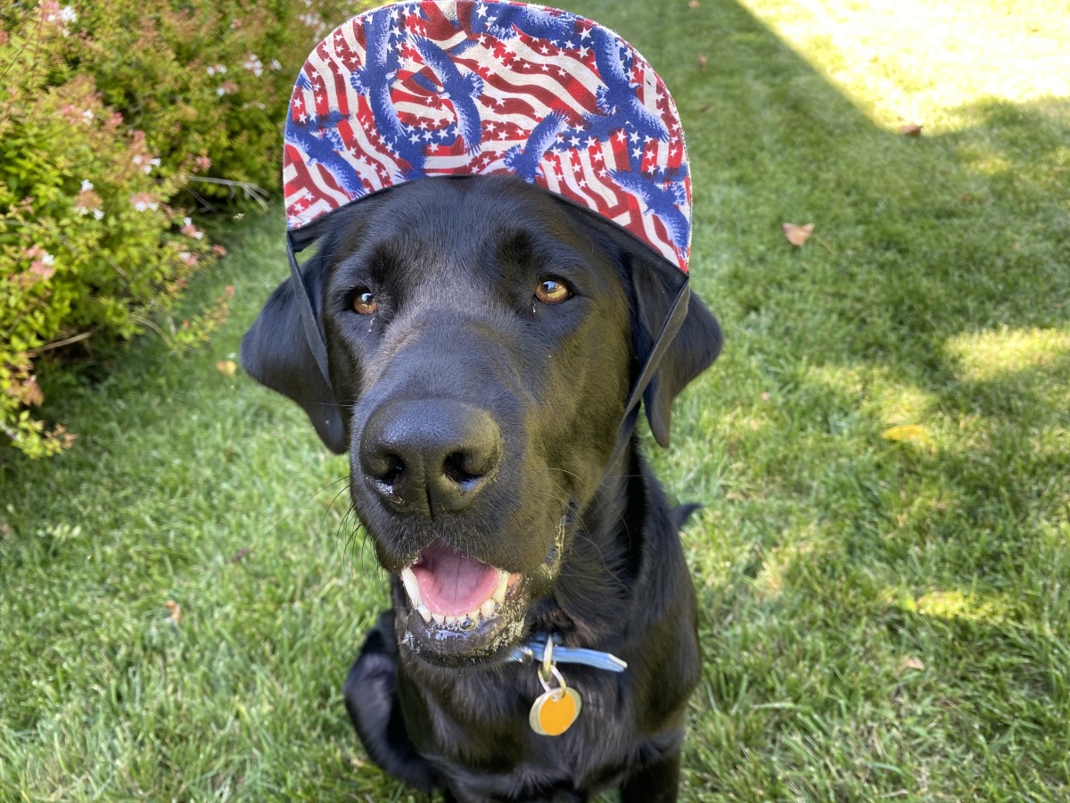adult dog wearing a red white and blue cap