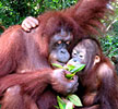 orangutans
