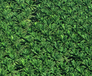 African oil palms from air