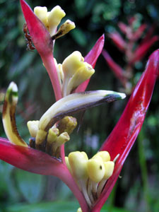 Orchid