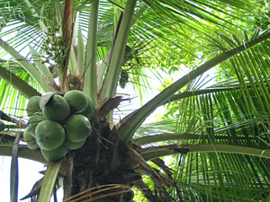 Coconut palm