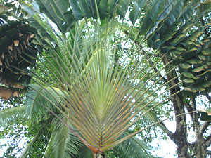 Fan palm