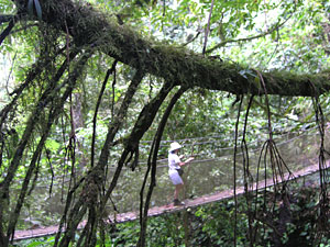 Canopy tour: Suspension bridge