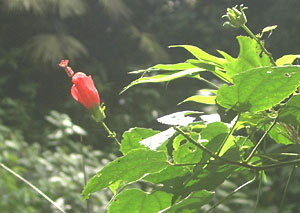 Canopy tour: Hibiscus