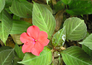 Canopy tour: Impatiens