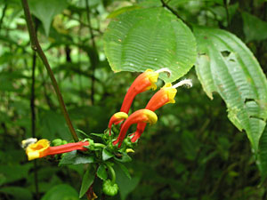 Canopy tour: Unidentified flower