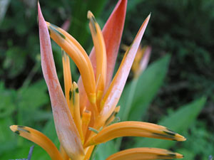 Canopy tour: Unidentified flower
