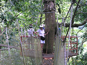 Canopy tour: Platform