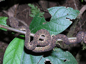Canopy tour: Fer-de-Lence (poisonous)