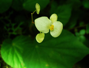 Canopy tour: Unidentified flower