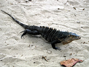 Iguana on beach