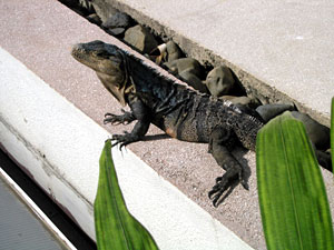 Iguana on beach