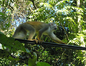 Capuchin monkey in forest near beach