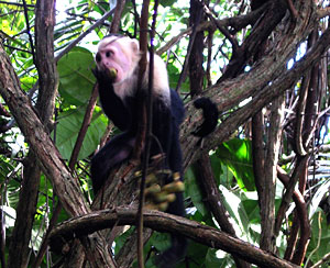 Capuchin monkey in forest near beach