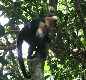 Capuchin monkey in forest near beach