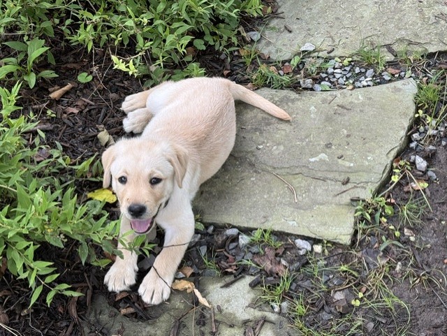 9 week old puppy with cream-color fur, lying down in the garden and looking at the camera