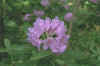 1_rhododendron.jpg (28594 bytes)
