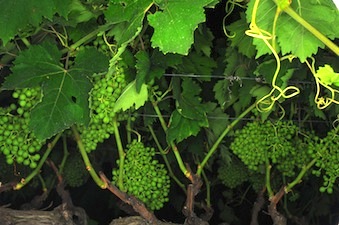 Vineyard management