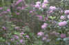 3_flowers.jpg (49999 bytes)