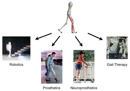 Impact of Human-like neurocontrol on Rehab Robotics