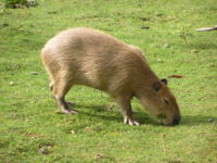 Images Capybara Rodent 2011