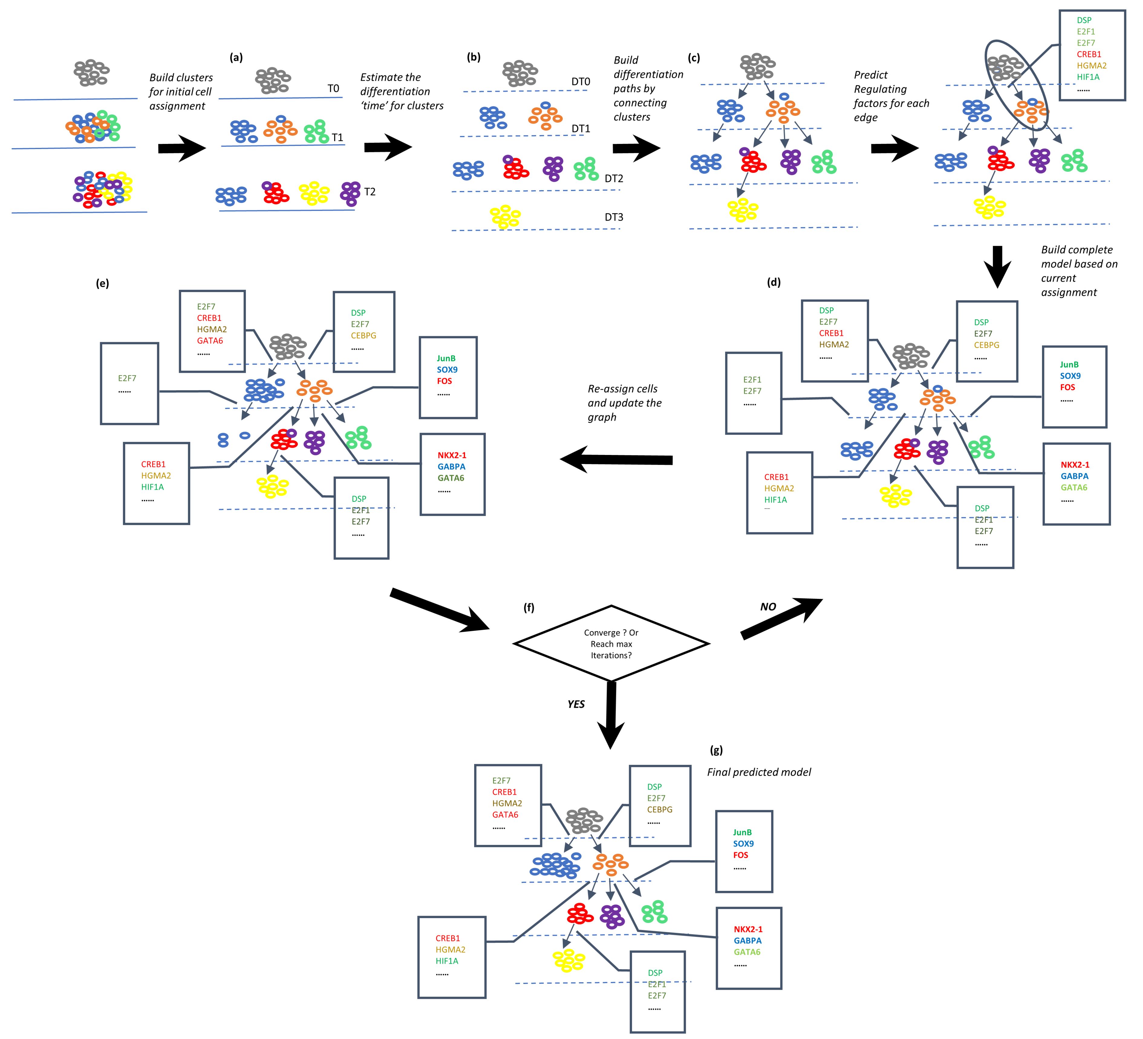 Cell Differentiation Flow Chart