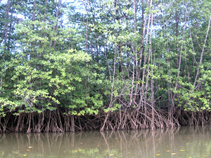 Mangroves along Sierpe River