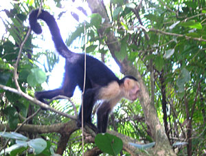 Capuchin monkey in forest near beach
