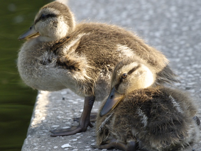 Ducklings
