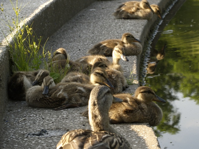 Mother duck looking