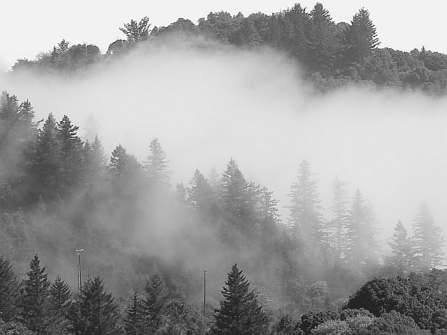 Mist in Monte Bello
