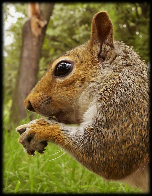 A friendly squirrel