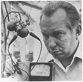 [LRH peers intently at metered tomato plant]