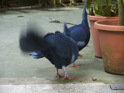 Giant pigeons