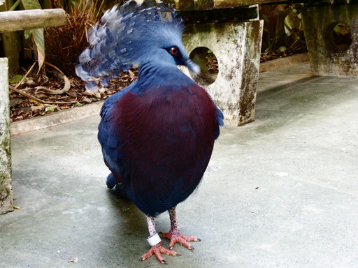 Victoria crowned pigeon
