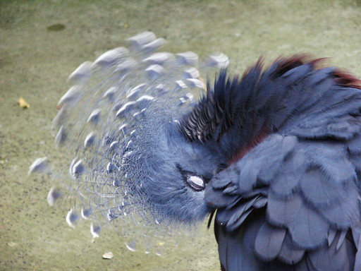 Grooming Victoria pigeon