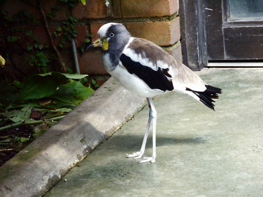 Ground bird
