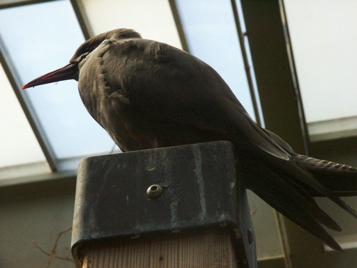 Perching bird