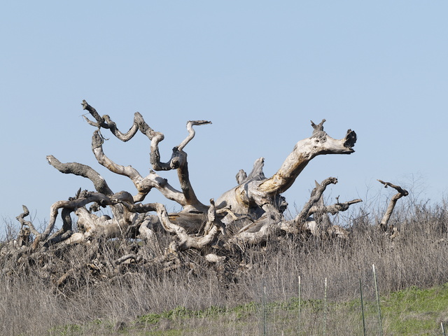 Twisted wood