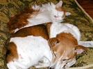 Moe and Curley sleeping