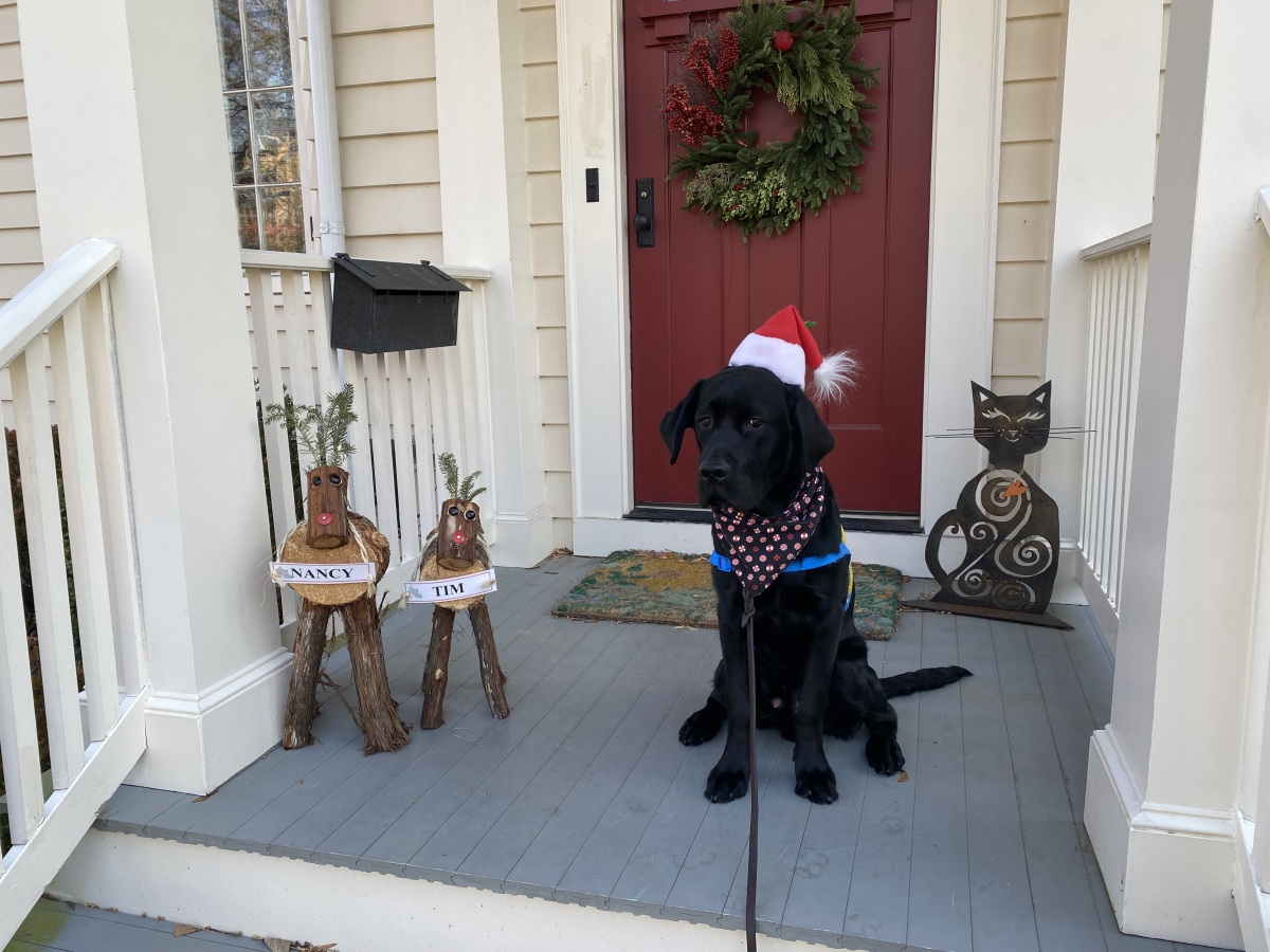 adult dog wearing a santa hat, sitting on a porch decorated with holiday items