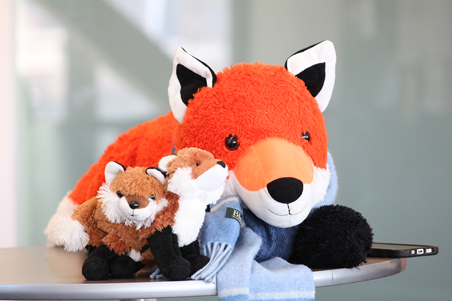 One large fox cuddling two smaller ones.