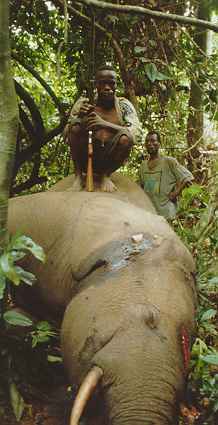 The “Mokele-mbembe” of the Congo