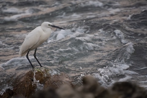 Little Egret, January 3 2026, Hong Kong