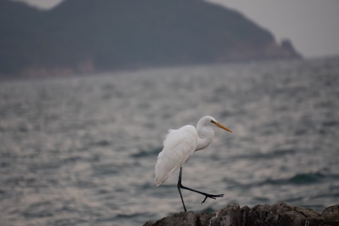 Great Egret, January 3 2026, Hong Kong